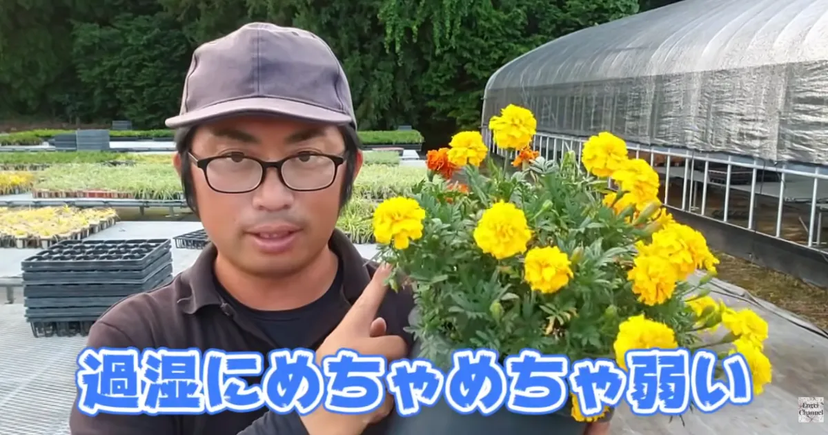 マリーゴールドはまだまだ咲く!秋まで花を楽しむ管理のコツ
