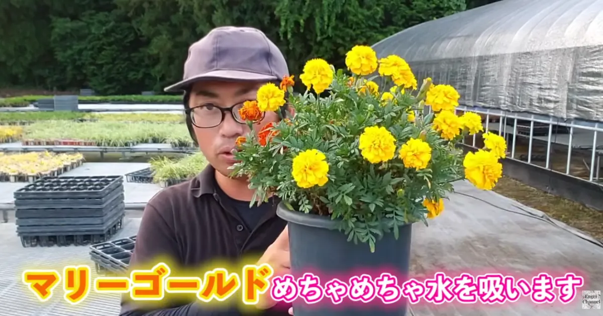 マリーゴールドはまだまだ咲く!秋まで花を楽しむ管理のコツ