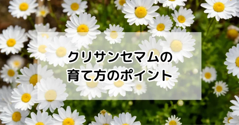 クリサンセマムの育て方・基本情報・まとめ