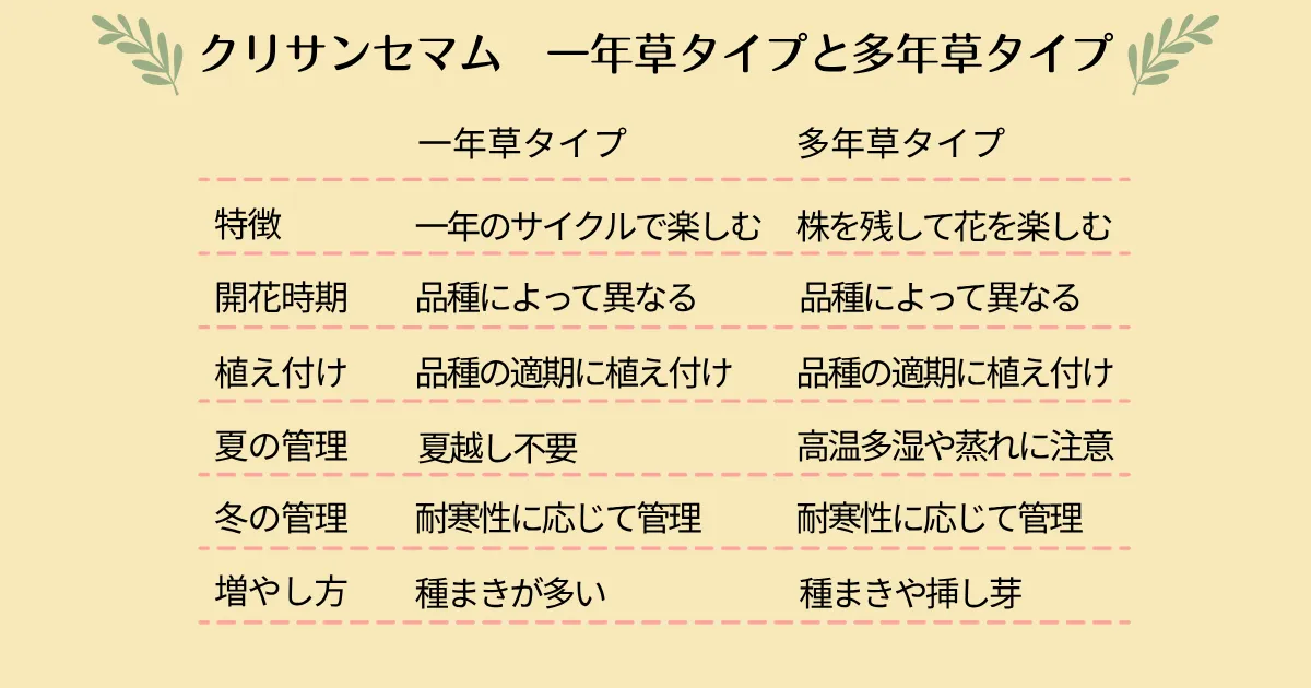 クリサンセマムの育て方・基本情報・まとめ