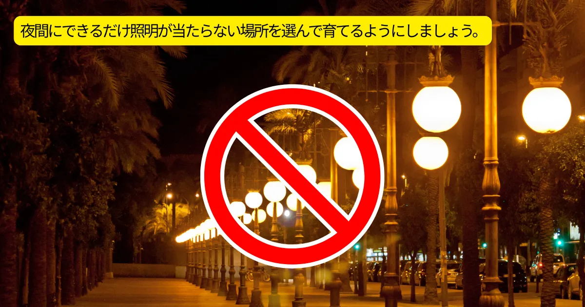 クリサンセマムの育て方・基本情報・まとめ