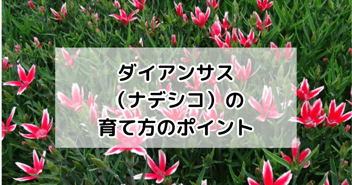 ダイアンサス(ナデシコ)の育て方