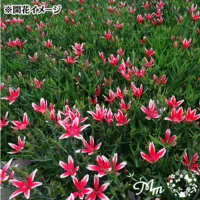 ダイアンサス(ナデシコ)の育て方