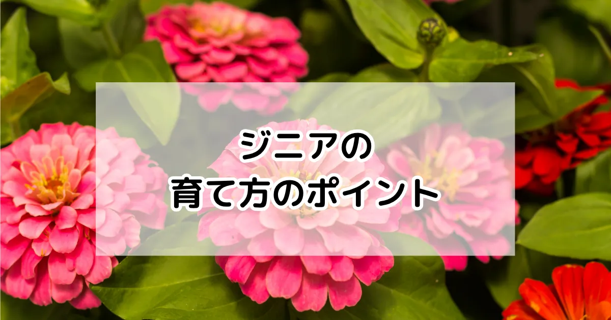 ジニアの育て方