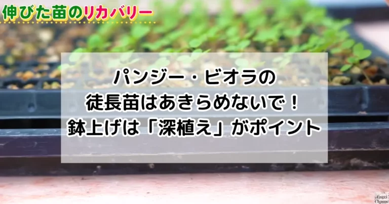 パンジー・ビオラの徒長苗はあきらめないで！鉢上げは「深植え」がポイント