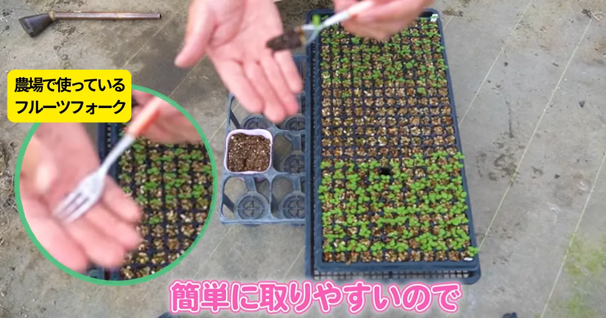 パンジー・ビオラの徒長苗はあきらめないで!鉢上げは「深植え」がポイント