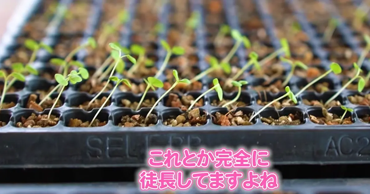 パンジー・ビオラの徒長苗はあきらめないで!鉢上げは「深植え」がポイント