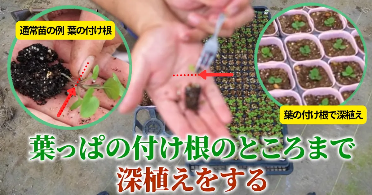 パンジー・ビオラの徒長苗はあきらめないで!鉢上げは「深植え」がポイント