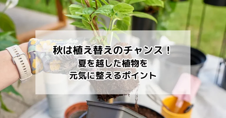秋は植え替えのチャンス！夏を越した植物を元気に整えるポイント