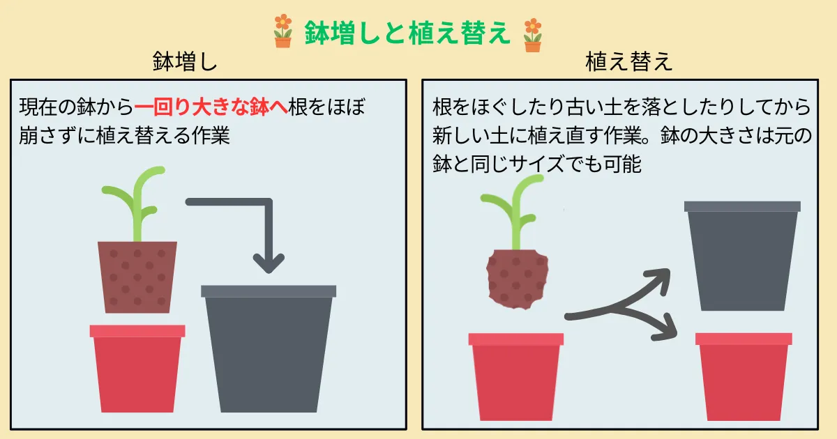 秋は植え替えのチャンス！夏を越した植物を元気に整えるポイント