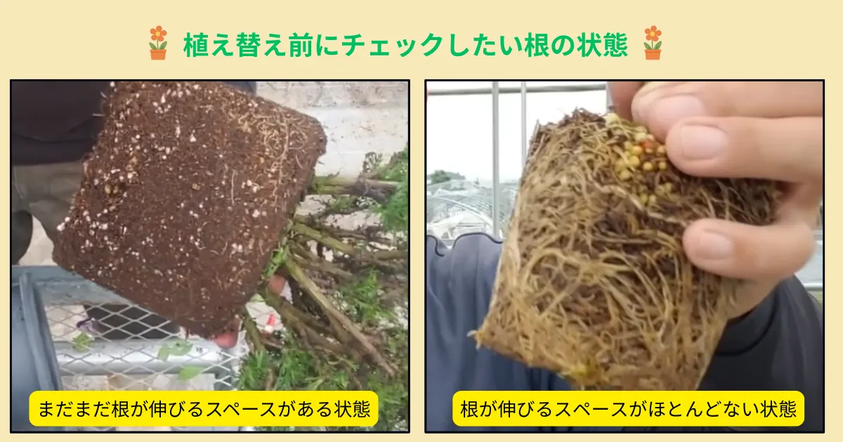 秋は植え替えのチャンス！夏を越した植物を元気に整えるポイント