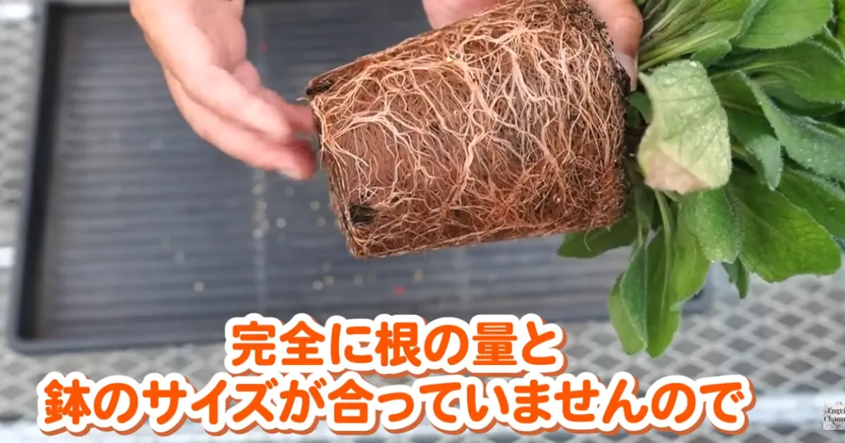 秋は植え替えのチャンス！夏を越した植物を元気に整えるポイント