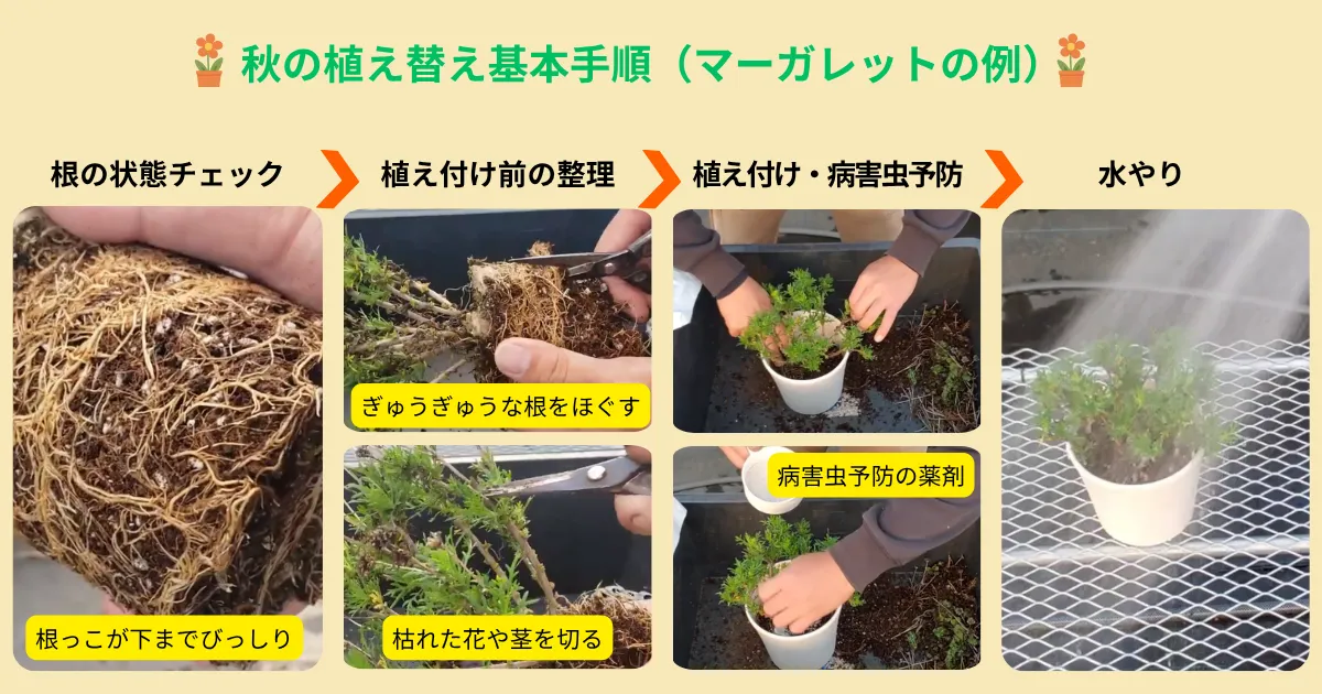 秋は植え替えのチャンス！夏を越した植物を元気に整えるポイント