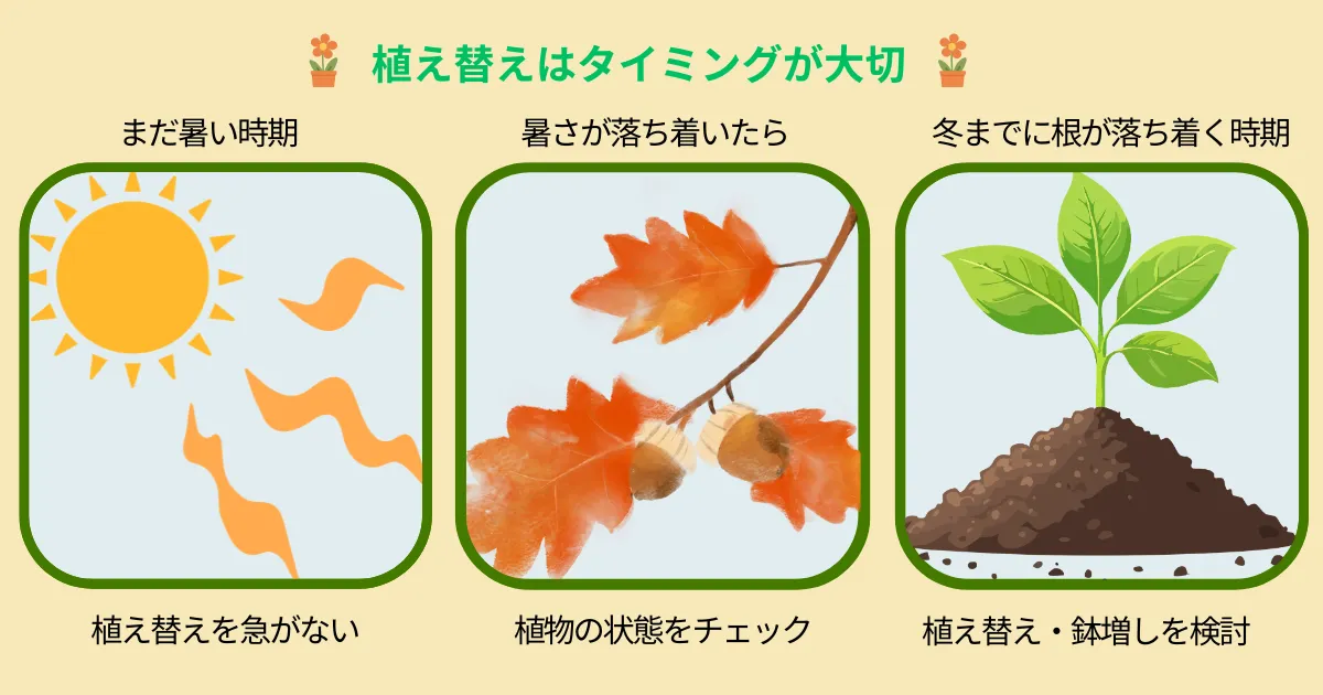秋は植え替えのチャンス！夏を越した植物を元気に整えるポイント