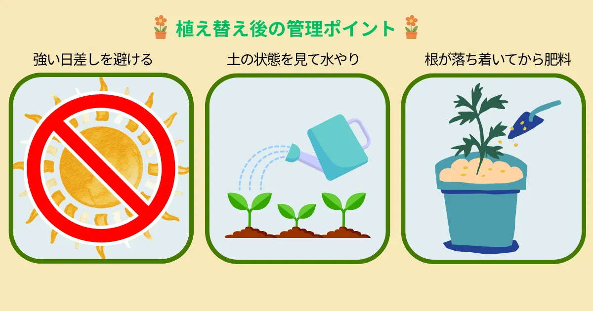 秋は植え替えのチャンス！夏を越した植物を元気に整えるポイント