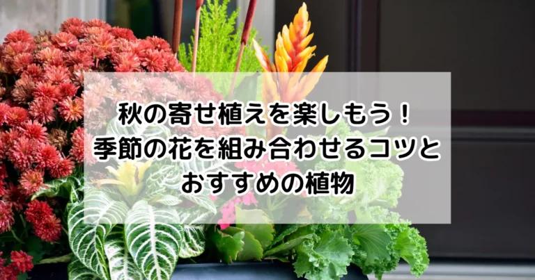 秋の寄せ植えを楽しもう！季節の花を組み合わせるコツとおすすめの植物