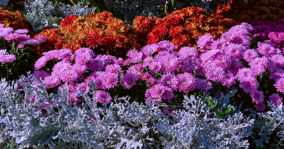 秋の寄せ植えを楽しもう!季節の花を組み合わせるコツとおすすめの植物