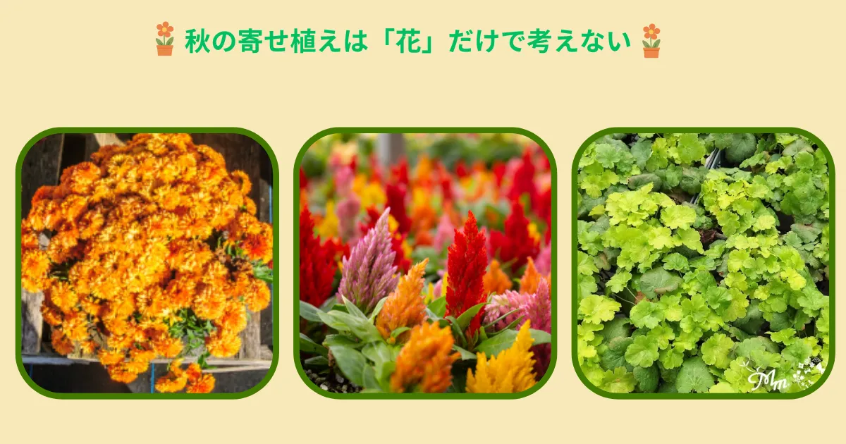 秋の寄せ植えを楽しもう!季節の花を組み合わせるコツとおすすめの植物