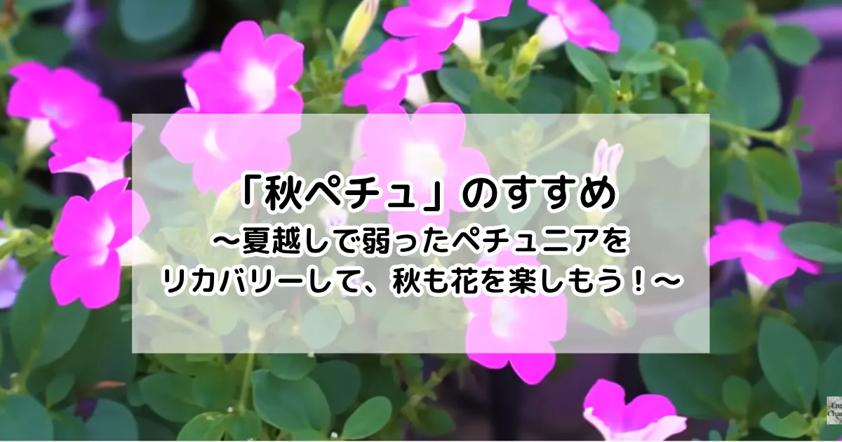 「秋ペチュ」のすすめ～夏越しで弱ったペチュニアをリカバリーして、秋も花を楽しもう！～