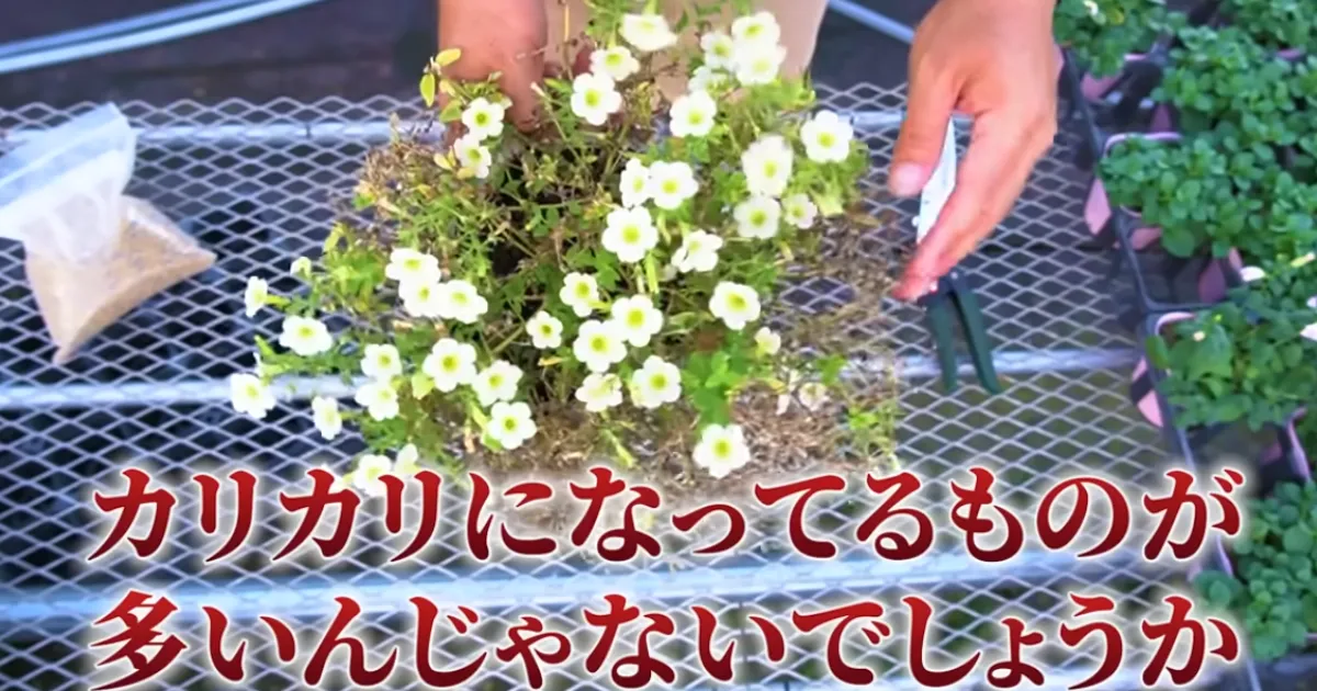 「秋ペチュ」のすすめ~夏越しで弱ったペチュニアをリカバリーして、秋も花を楽しもう!~