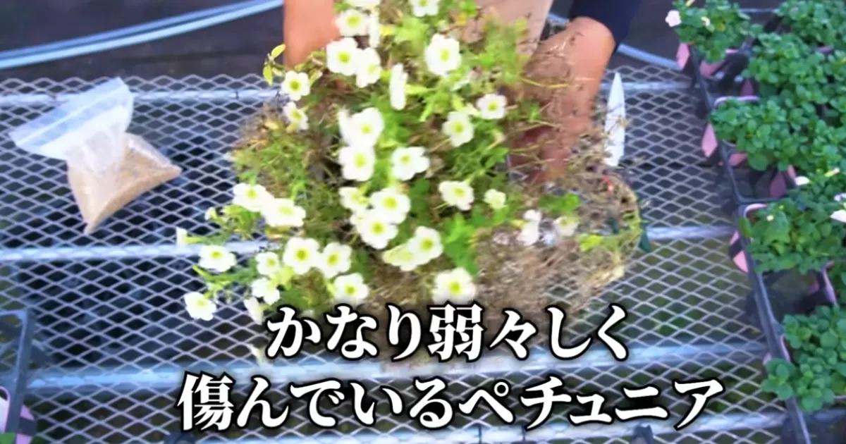 「秋ペチュ」のすすめ~夏越しで弱ったペチュニアをリカバリーして、秋も花を楽しもう!~