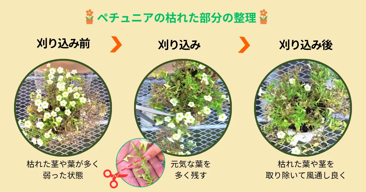 「秋ペチュ」のすすめ~夏越しで弱ったペチュニアをリカバリーして、秋も花を楽しもう!~