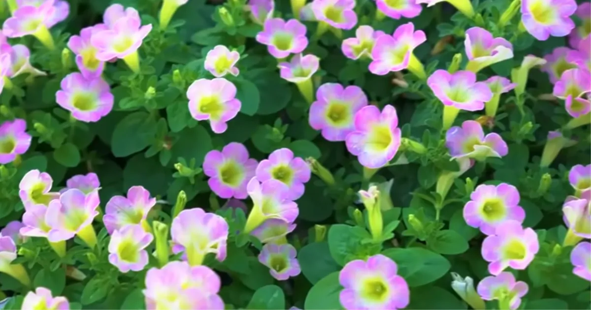 「秋ペチュ」のすすめ~夏越しで弱ったペチュニアをリカバリーして、秋も花を楽しもう!~