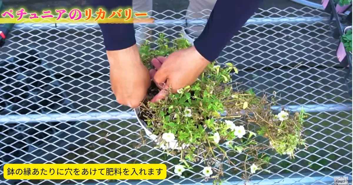 「秋ペチュ」のすすめ~夏越しで弱ったペチュニアをリカバリーして、秋も花を楽しもう!~