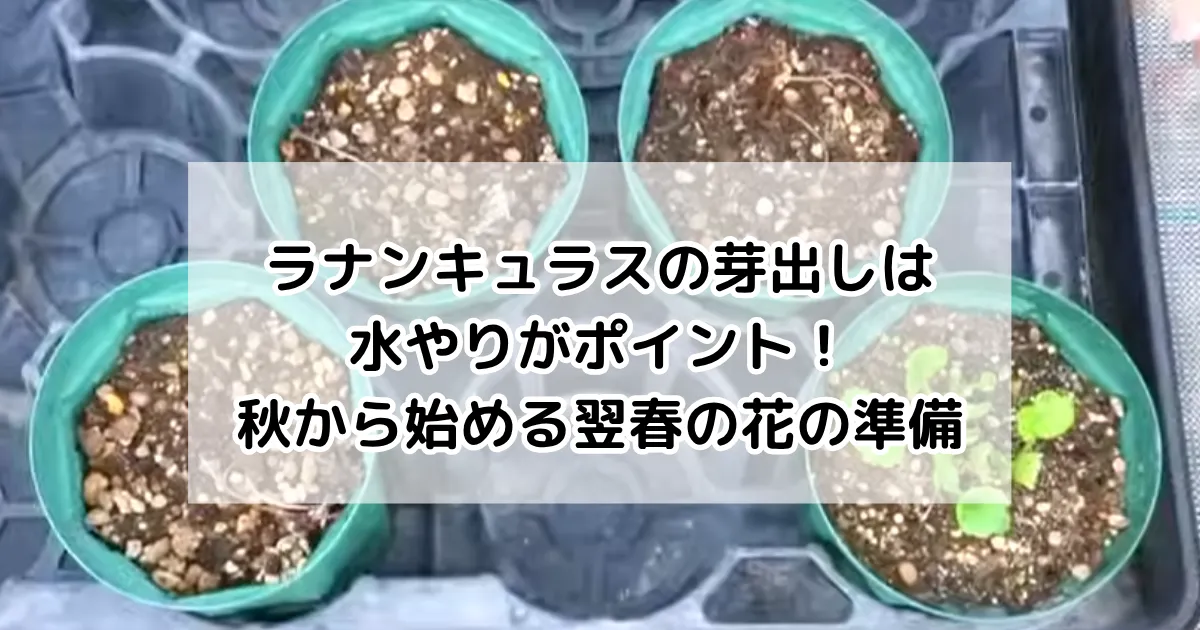 ラナンキュラスの芽出しは水やりがポイント！秋から始める翌春の花の準備