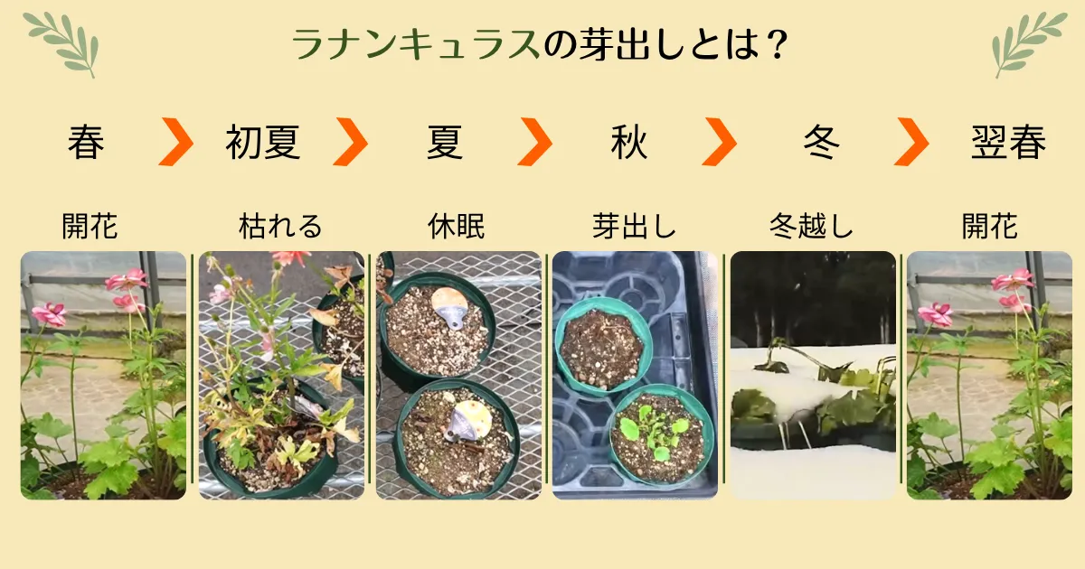 ラナンキュラスの芽出しは水やりがポイント！秋から始める翌春の花の準備