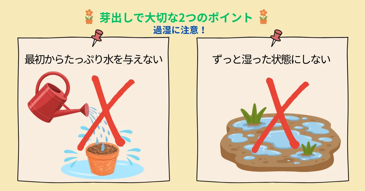 ラナンキュラスの芽出しは水やりがポイント！秋から始める翌春の花の準備