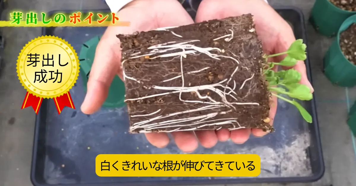 ラナンキュラスの芽出しは水やりがポイント！秋から始める翌春の花の準備