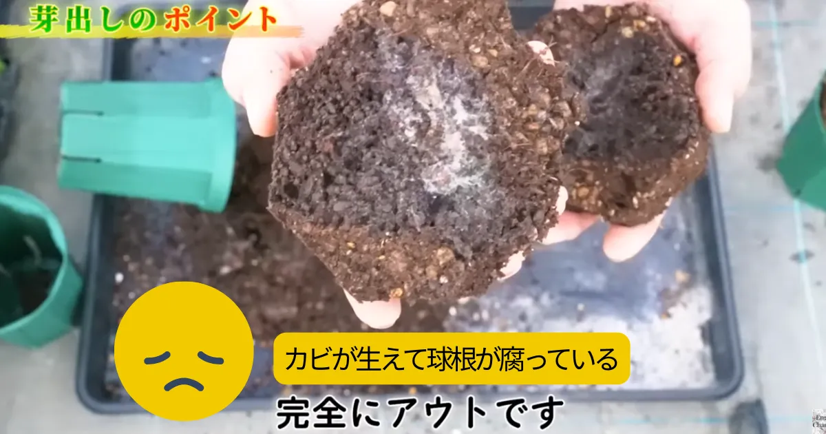 ラナンキュラスの芽出しは水やりがポイント！秋から始める翌春の花の準備