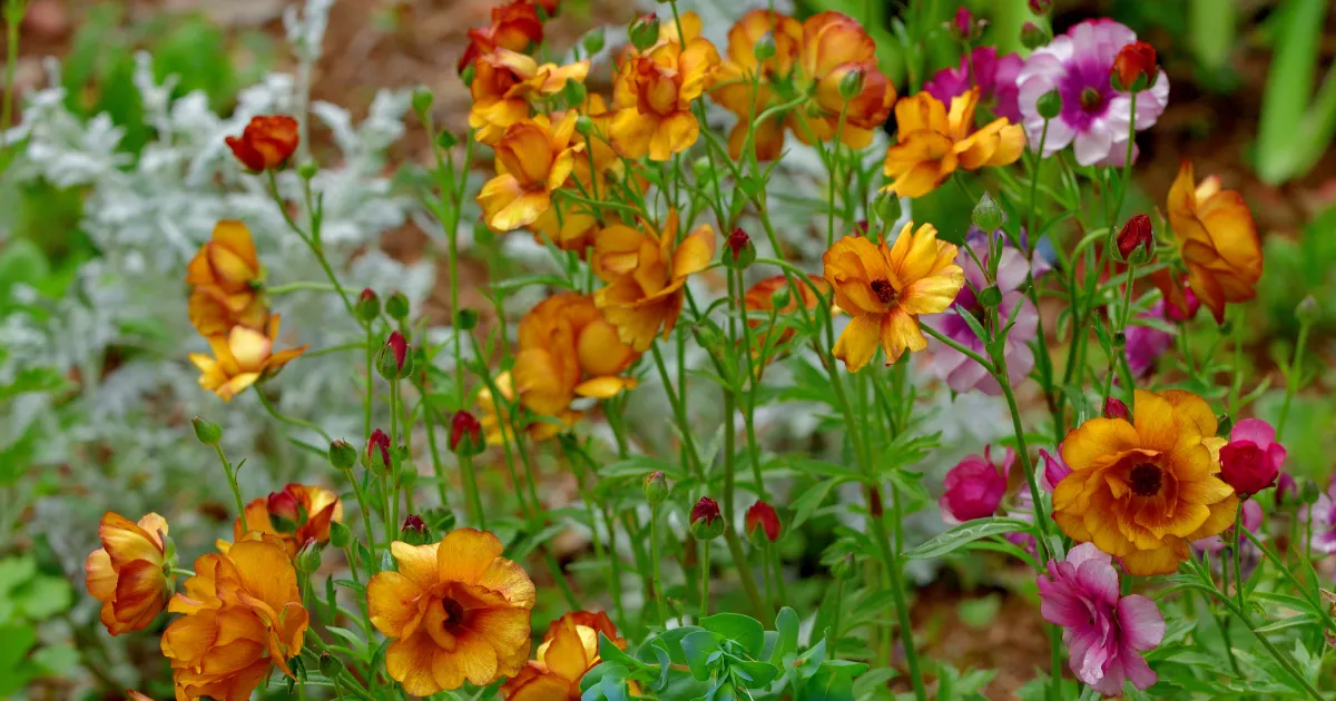 ラナンキュラスの芽出しは水やりがポイント！秋から始める翌春の花の準備