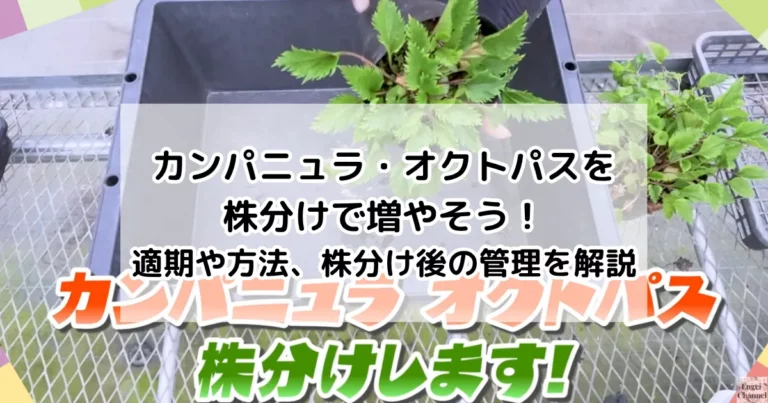 カンパニュラ・オクトパスを株分けで増やそう！適期や方法、株分け後の管理を解説