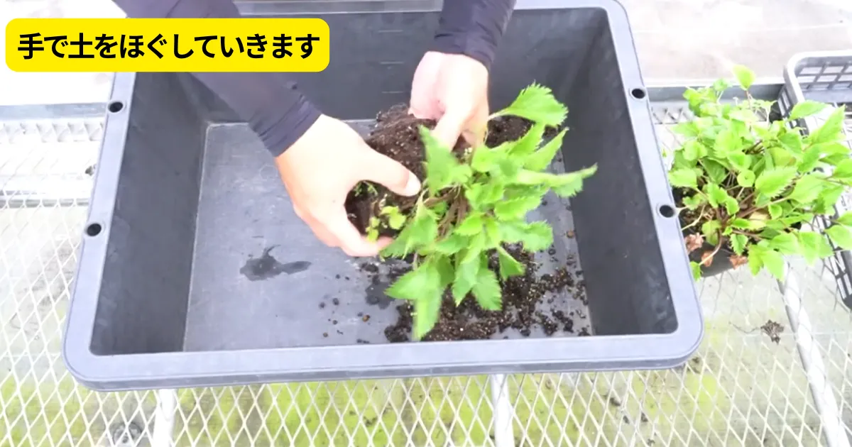 カンパニュラ・オクトパスを株分けで増やそう！適期や方法、株分け後の管理を解説