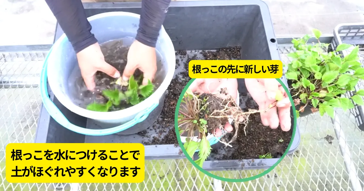 カンパニュラ・オクトパスを株分けで増やそう！適期や方法、株分け後の管理を解説