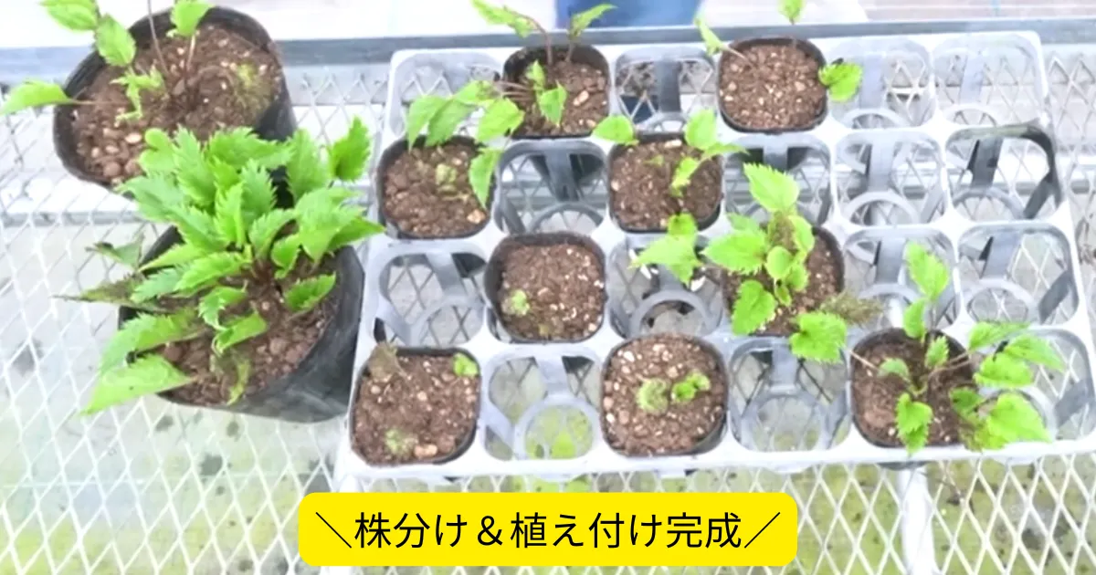 カンパニュラ・オクトパスを株分けで増やそう！適期や方法、株分け後の管理を解説