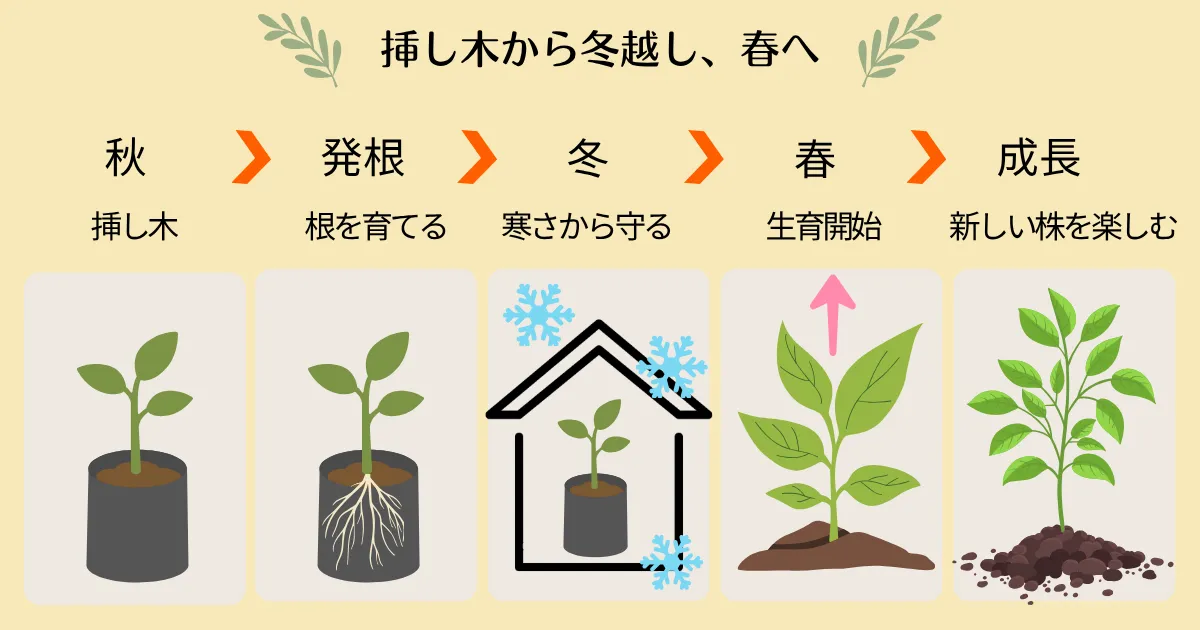 夏を越した植物を増やそう！秋から始める挿し木と冬越しのポイント