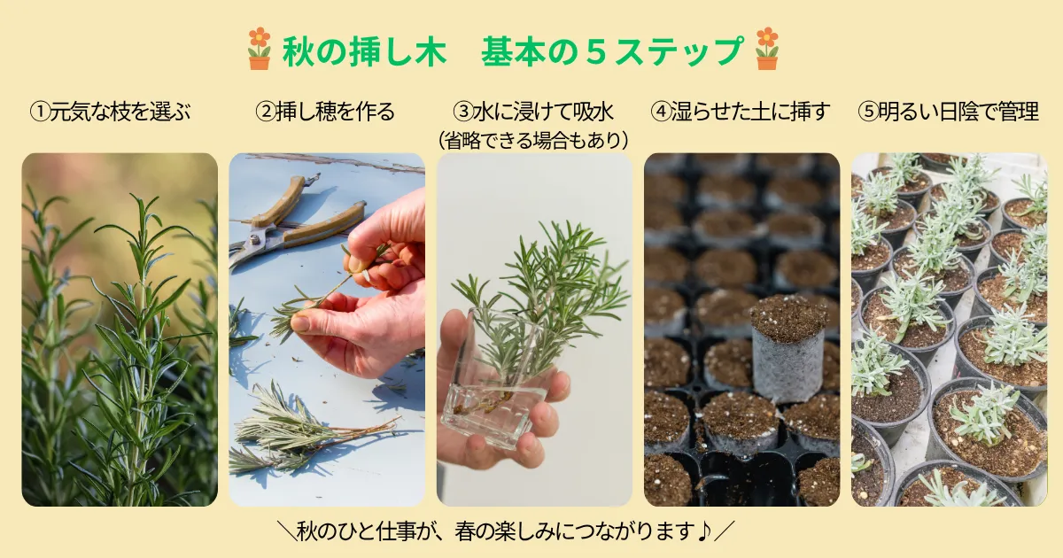 夏を越した植物を増やそう！秋から始める挿し木と冬越しのポイント