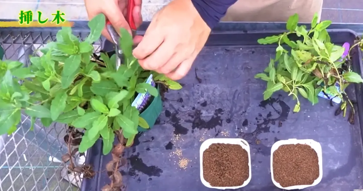夏を越した植物を増やそう！秋から始める挿し木と冬越しのポイント