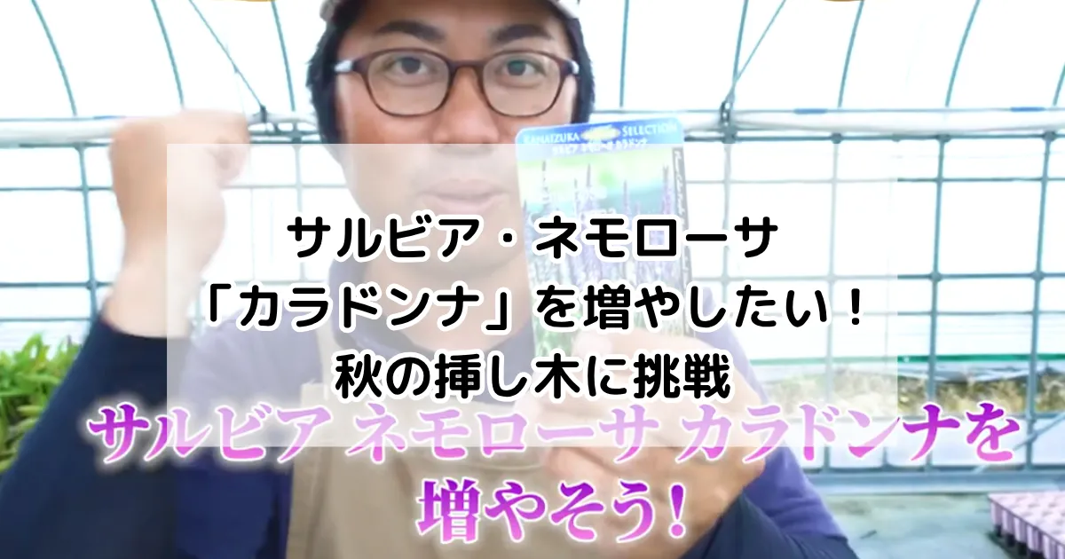 サルビア・ネモローサ「カラドンナ」を増やしたい！秋の挿し木に挑戦