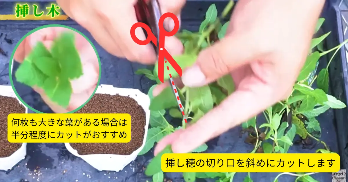 サルビア・ネモローサ「カラドンナ」を増やしたい！秋の挿し木に挑戦