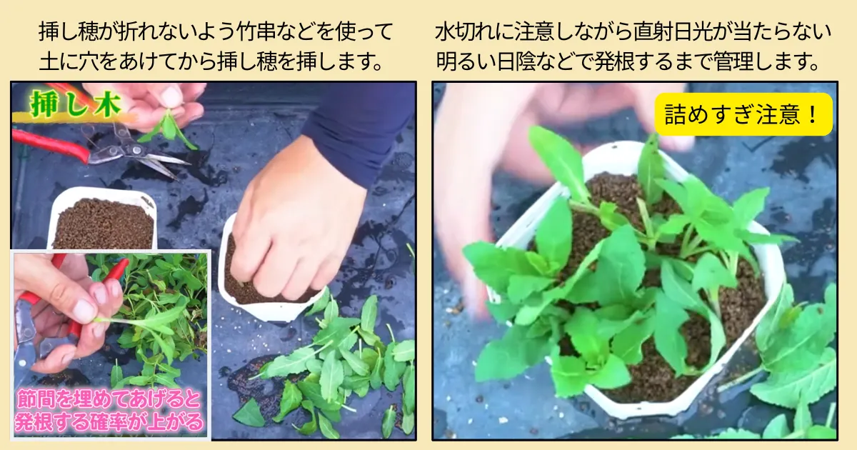 サルビア・ネモローサ「カラドンナ」を増やしたい！秋の挿し木に挑戦