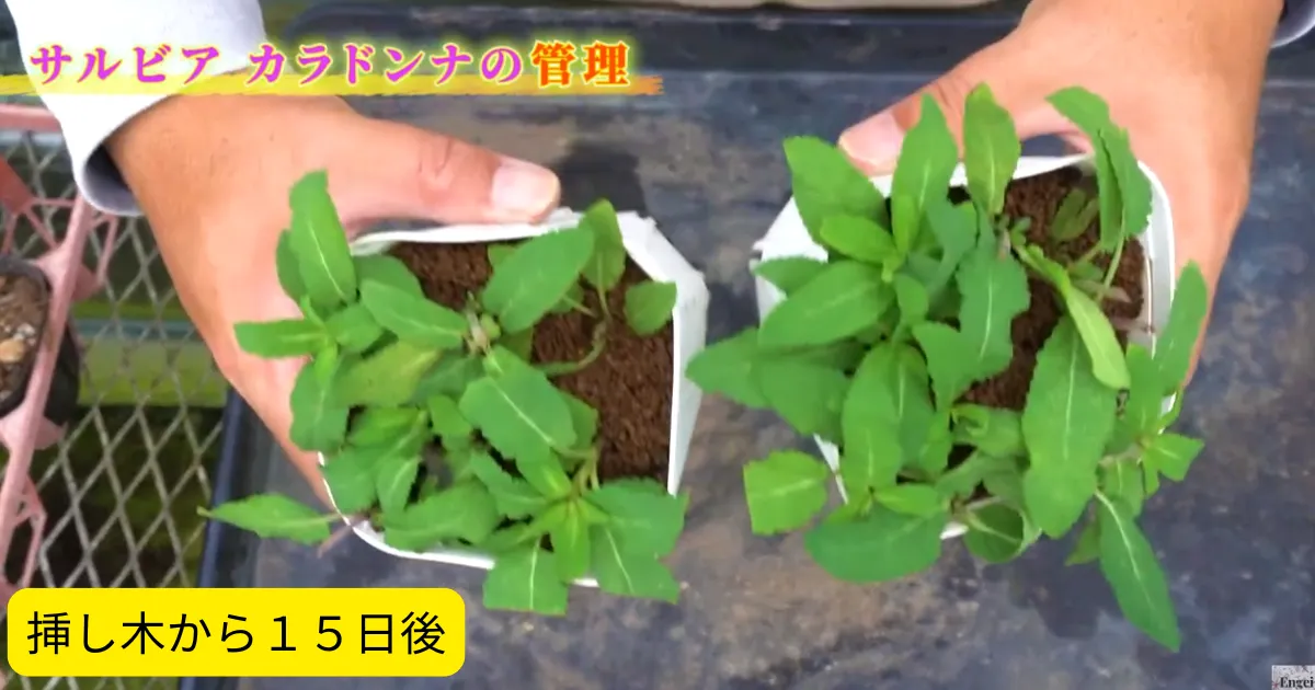サルビア・ネモローサ「カラドンナ」を増やしたい！秋の挿し木に挑戦