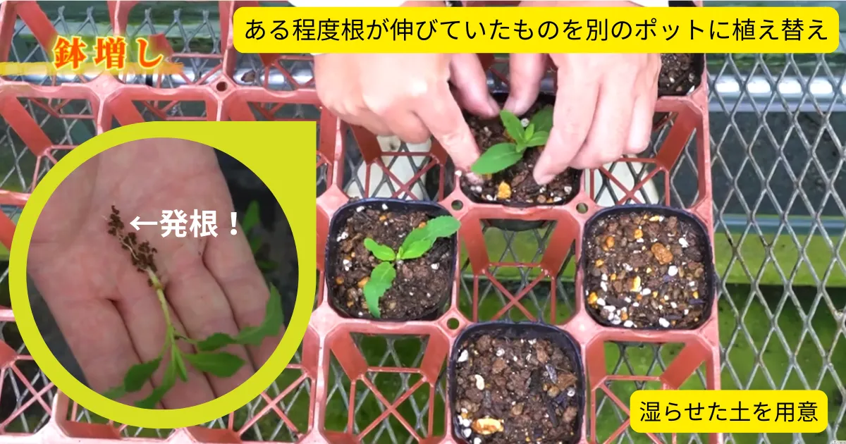 サルビア・ネモローサ「カラドンナ」を増やしたい！秋の挿し木に挑戦