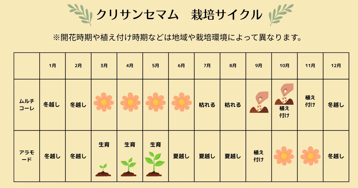 クリサンセマムの育て方・基本情報・まとめ