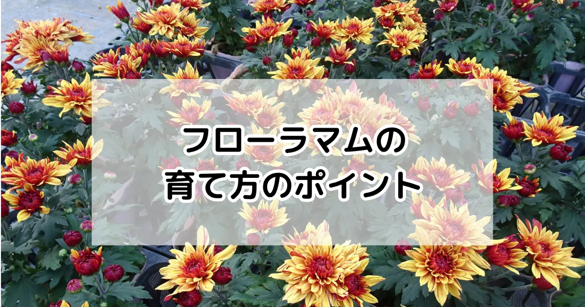 フローラマムの育て方