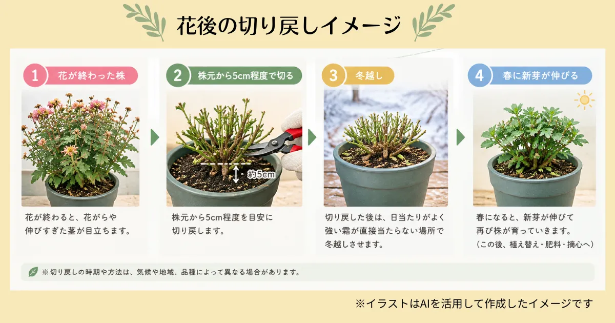 フローラマムの育て方