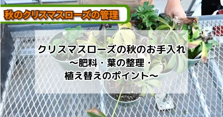 クリスマスローズの秋のお手入れ～肥料・葉の整理・植え替えのポイント～